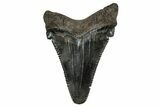 Serrated Angustidens Tooth - Megalodon Ancestor #353296-1
